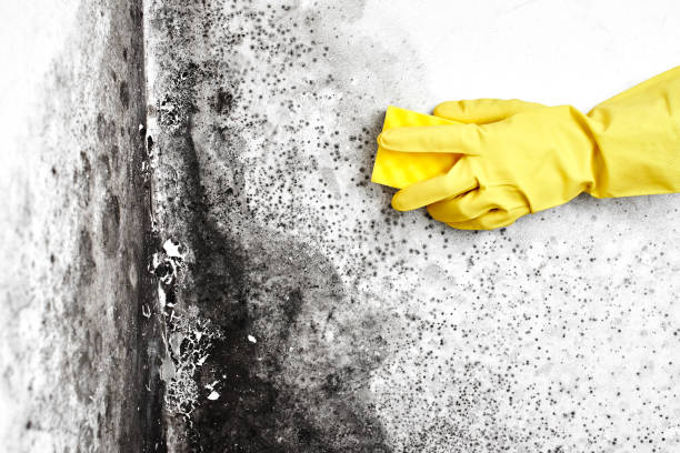 Best Mold Testing  in Staffd, OR