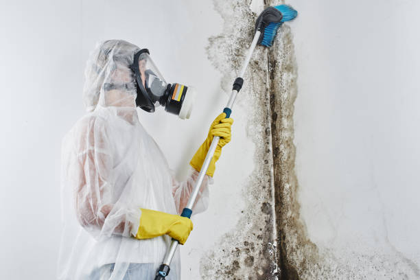 Best Mold Inspection  in Staffd, OR