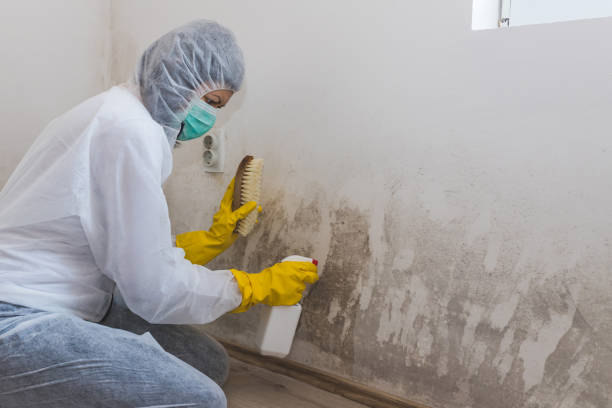 Best Best Mold Removal Companies  in Staffd, OR