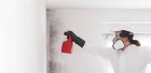 Best Emergency Mold Removal  in Staffd, OR