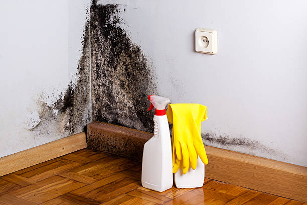 Best Residential Mold Removal  in Staffd, OR