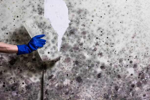 Best Professional Mold Removal  in Staffd, OR