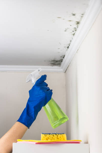 Best Mold Damage Repair  in Staffd, OR